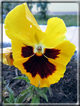 foto Fiori